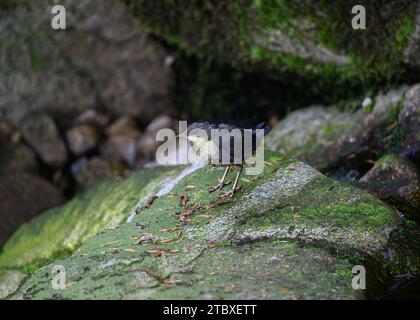 Dipper (Cinclus cinclus gularis), giovani giovani giovani di piccole dimensioni, Dumfries, South Wales, Scozia Foto Stock