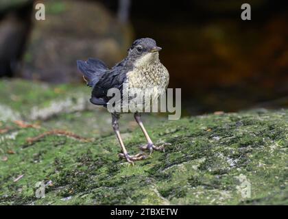 Dipper (Cinclus cinclus gularis), giovani giovani giovani di piccole dimensioni, Dumfries, South Wales, Scozia Foto Stock