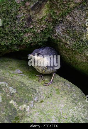 Dipper (Cinclus cinclus gularis), giovani giovani giovani di piccole dimensioni, Dumfries, South Wales, Scozia Foto Stock