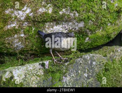 Dipper (Cinclus cinclus gularis), giovani giovani giovani di piccole dimensioni, Dumfries, South Wales, Scozia Foto Stock