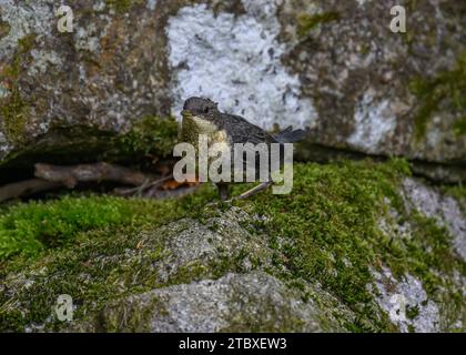 Dipper (Cinclus cinclus gularis), giovani giovani giovani di piccole dimensioni, Dumfries, South Wales, Scozia Foto Stock