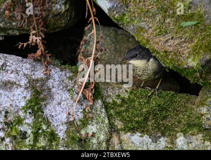 Dipper (Cinclus cinclus gularis), giovani giovani giovani di piccole dimensioni, Dumfries, South Wales, Scozia Foto Stock