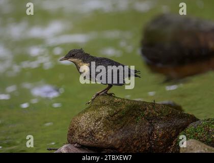 Dipper (Cinclus cinclus gularis), giovani giovani giovani di piccole dimensioni, Dumfries, South Wales, Scozia Foto Stock