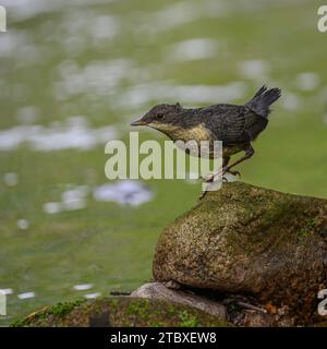 Dipper (Cinclus cinclus gularis), giovani giovani giovani di piccole dimensioni, Dumfries, South Wales, Scozia Foto Stock