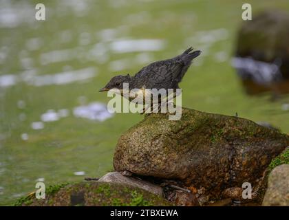 Dipper (Cinclus cinclus gularis), giovani giovani giovani di piccole dimensioni, Dumfries, South Wales, Scozia Foto Stock