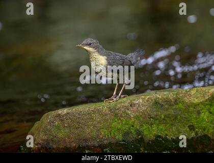 Dipper (Cinclus cinclus gularis), giovani giovani giovani di piccole dimensioni, Dumfries, South Wales, Scozia Foto Stock