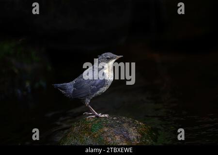 Dipper (Cinclus cinclus gularis), giovani giovani giovani di piccole dimensioni, Dumfries, South Wales, Scozia Foto Stock