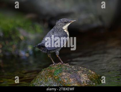 Dipper (Cinclus cinclus gularis), giovani giovani giovani di piccole dimensioni, Dumfries, South Wales, Scozia Foto Stock