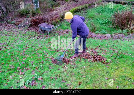 Donna anziana che rastrella foglie autunnali dal prato del giardino di campagna utilizzando la carriola di rastrello a novembre Carmarthenshire Galles Regno Unito Gran Bretagna KATHY DEWITT Foto Stock