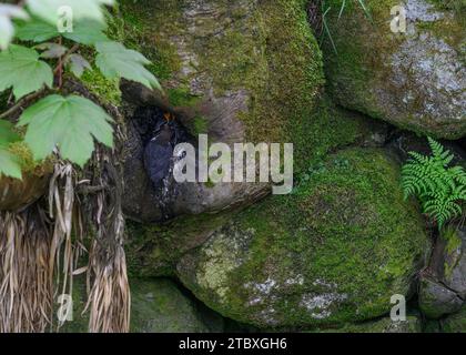 Immersione (Cinclus cinclus gularis) su piccole ustioni, ypoung nutritivo per adulti al nido, Dumfries, South Wales, Scozia. Foto Stock