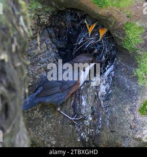 Immersione (Cinclus cinclus gularis) su piccole ustioni, ypoung nutritivo per adulti al nido, Dumfries, South Wales, Scozia. Foto Stock