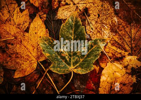 Collezione colorata di foglie autunnali, foglia da primo piano Foto Stock