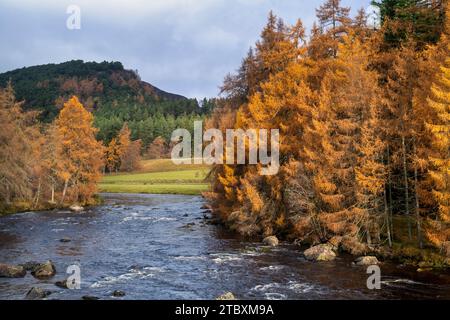 Il fiume Dee in autunno. Aberdeenshire, Scozia Foto Stock