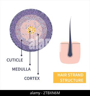 Capelli umani, illustrazione concettuale Foto Stock