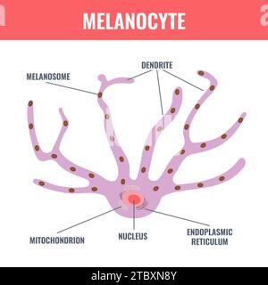 Melanociti, illustrazione concettuale Foto Stock