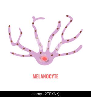 Melanociti, illustrazione concettuale. Foto Stock