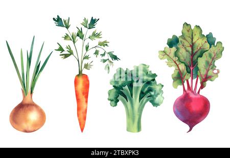 Acquerello di verdure, cipolle, barbabietole, broccoli e carote. L'illustrazione è disegnata a mano. Harvest, Halloween. Per designer, clipart, adesivi Foto Stock