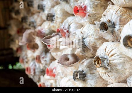 Blocchi di funghi impilati in una fabbrica di funghi Foto Stock