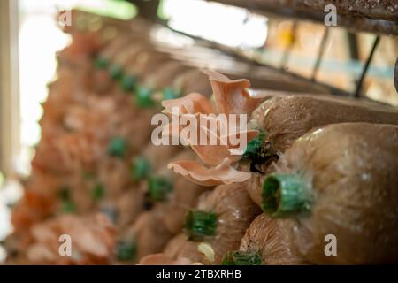 Blocchi di funghi impilati in una fabbrica di funghi Foto Stock