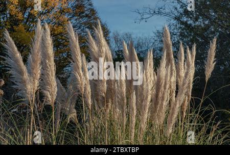 L'affascinante piumaggio dei fiori delle pampas nel parco. Fiori soffici di color crema bianca di Cortaderia selloana, è una bella erba fiorita Foto Stock