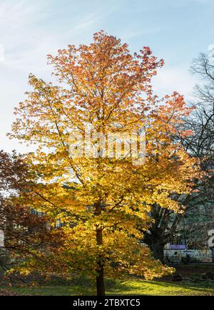 Foglie d'autunno gialle brillanti su Sweet Gum Tree (Liquidambar styraciflua 'variegata) che crescono nel parco Acton. Colori della stagione autunnale, spazio copia, selettivo Foto Stock