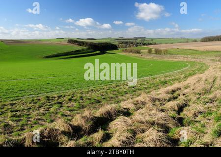 Wiltshire Downland sopra Berwick St James, con strip linchets sul lato sinistro della collina. Foto Stock