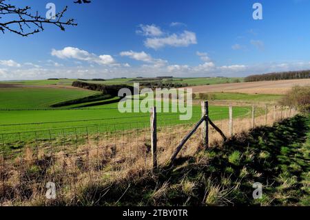 Wiltshire Downland sopra Berwick St James, con strip linchets sul lato sinistro della collina. Foto Stock