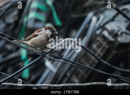 Kathmandu, Bagmati, Nepal. 9 dicembre 2023. Un passero riposa sulla confusione intrecciata dei fili a Kathmandu, Nepal, il 9 dicembre 2023. I passeri del giorno d'oggi sono costretti a rimanere impigliati nel caos dei fili in città, trasformandoli nel loro nido a causa dei nuovi edifici in cemento non hanno fornito loro un luogo adatto per soggiornare. Di solito le vecchie case nel centro della capitale Kathmandu avevano buchi nelle pareti esterne per gli uccelli, specialmente per passeri e piccioni, in cui vivere. Crediti: ZUMA Press, Inc./Alamy Live News Foto Stock