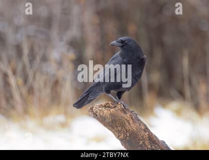 L'American Crow si è arroccato su una filiale in una fredda giornata invernale a Ottawa, in Canada Foto Stock