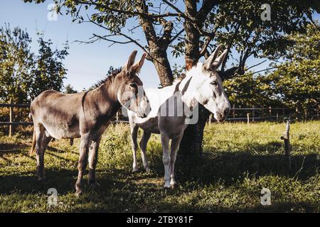 Due asini maschi in un campo Foto Stock