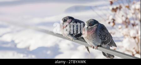 Due piccioni ghiacciati seduti su una recinzione metallica nel parco invernale nelle giornate di sole. Natura invernale. Banner. Primo piano. Messa a fuoco selettiva. Copia spazio. Foto Stock