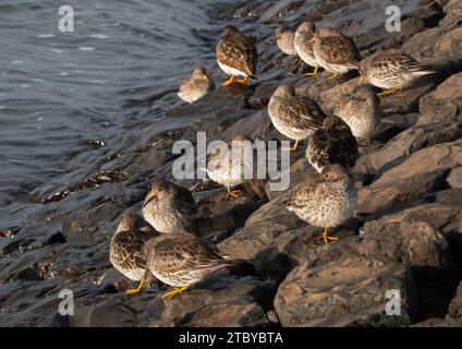 Gruppo di tornelli Ruddy, piccoli uccelli guadi, che riposano su blocchi di basalto di una diga Foto Stock