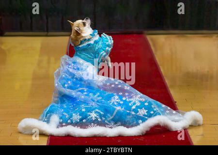 Un cane Chihuahua vestito con un abito da principessa blu adornato con fiocchi di neve completo di finiture in pelliccia bianca, che si arrampica su un tappeto rosso durante una sfilata di moda per animali domestici Foto Stock