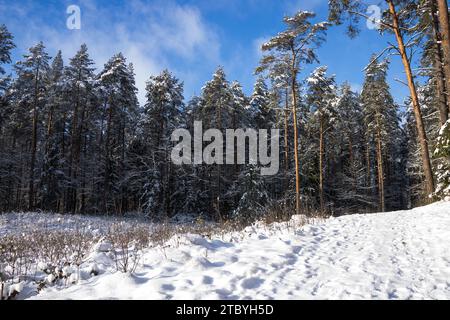 Giornata di sole tra gli alberi nella foresta 3.01.2024 Bialystok Polonia. La radura della foresta e il sole che cade sugli alberi in inverno. Foto Stock