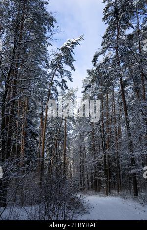 Inverno e strada attraverso la foresta 3.01.2024. Vista nella foresta e nella splendida natura. Foto Stock
