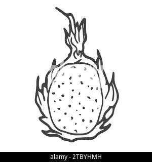 Pitaya Dragon Fruit grafico disegno isolato bianco e nero Illustrazione Vettoriale