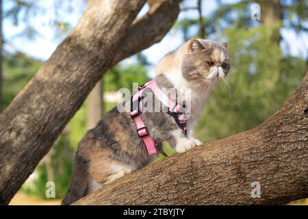 Gatto dai capelli corti esotici su un albero. Spazio di copia vuoto per il contenuto dell'editor. Niente persone. Foto Stock