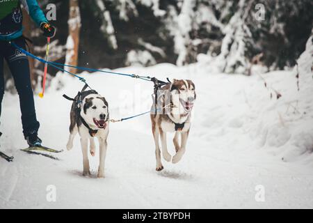 Sci con Huskies. Ottenschlag, Waldviertel, Austria Foto Stock