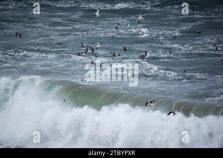 Uccelli che volano sopra grandi onde nell'oceano Foto Stock