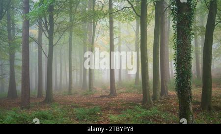 La fitta nebbia del Chevin Forest Park ammorbidisce l'ambiente boschivo con gli ultimi resti di verde che contrastano con le foglie autunnali cadute. Foto Stock