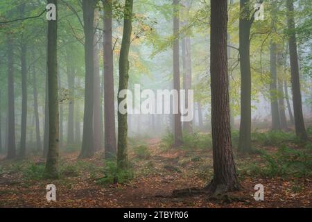 La fitta nebbia nel Chevin Forest Park semplifica l'ambiente boschivo con gli ultimi resti di verde che contrastano con le foglie autunnali cadute. Foto Stock