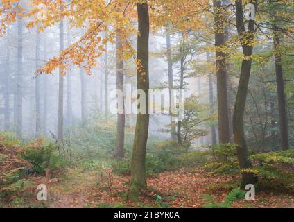 Splendido colore autunnale nel Chevin Forest Park con fitta nebbia che aiuta ad ammorbidire e semplificare la scena. Foto Stock