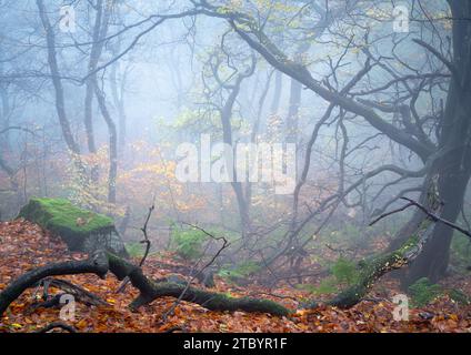 Una scena autunnale nel Chevin Forest Park con l'ultimo del fogliame dorato aggrappato in un angolo riparato del bosco. Foto Stock