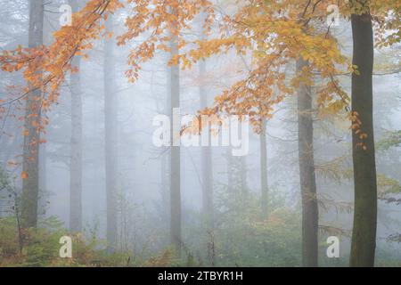 Splendido fogliame autunnale nel Chevin Forest Park, con fitta nebbia che aiuta ad ammorbidire e semplificare la scena. Foto Stock