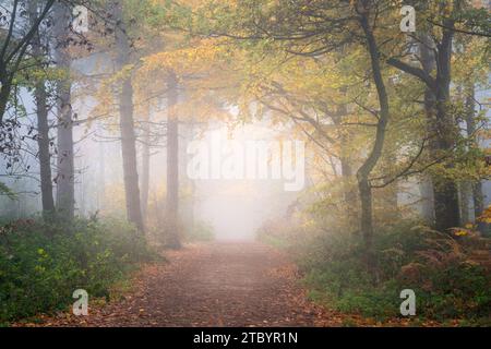 La fitta nebbia nel Chevin Forest Park ammorbidisce la scena e crea un tunnel autunnale di colori vivaci. Foto Stock