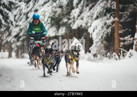 Corse di cani da slitta con Alaskan Huskies. Ottenschlag, Waldviertel, Austria Foto Stock