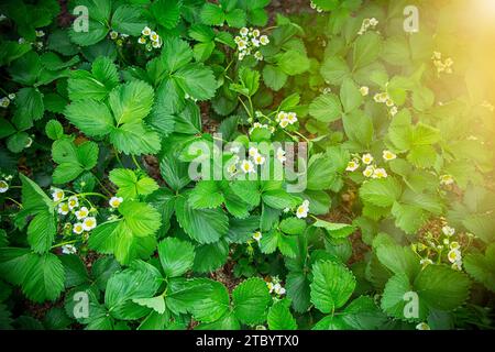 Le fragole fioriscono in giardino, i fiori di fragole bianche e le fragole che fioriscono in giardino. Foto Stock
