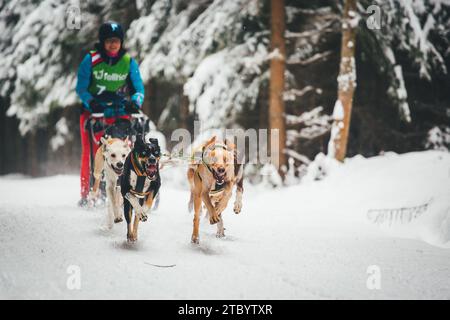 Corse di cani da slitta con Alaskan Huskies. Ottenschlag, Waldviertel, Austria Foto Stock