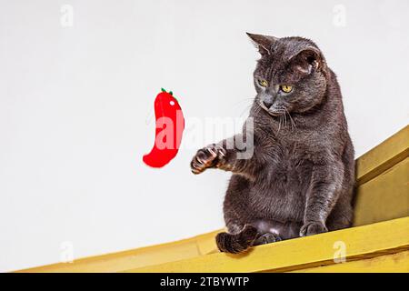 Il gatto birmano americano gioca con un morbido giocattolo rosso sui gradini di legno Foto Stock