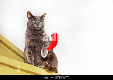 Il gatto birmano gioca con un morbido giocattolo rosso sui gradini di legno Foto Stock